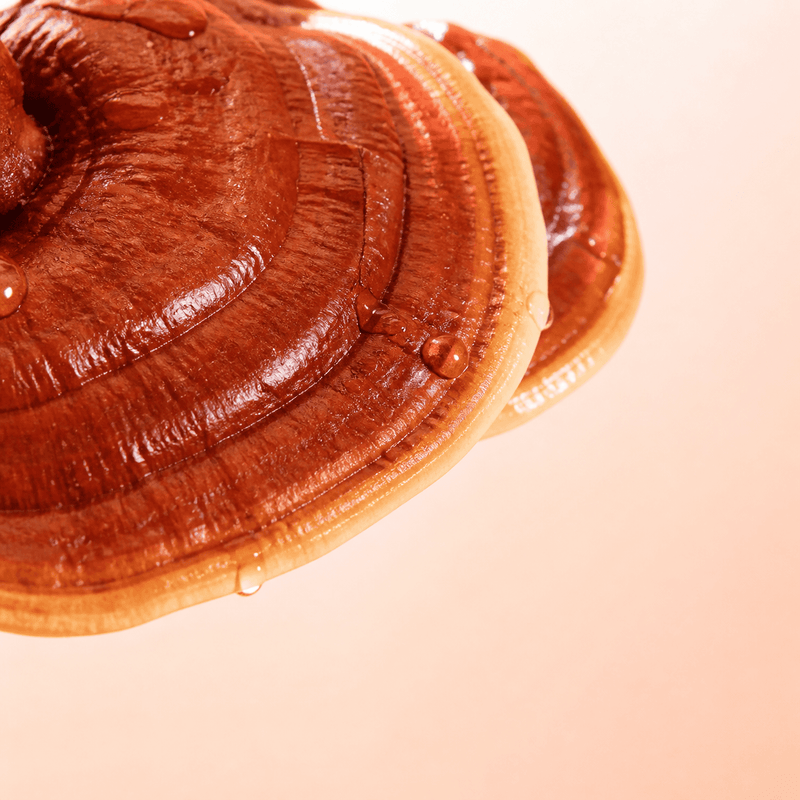Ganoderma lucidum